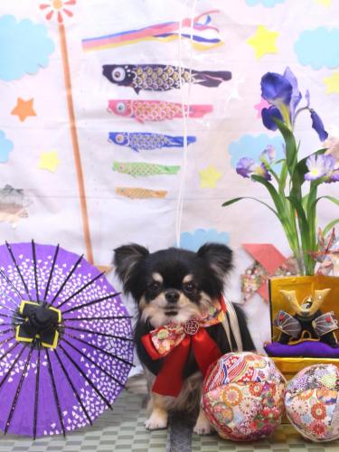 20240504プリンちゃん